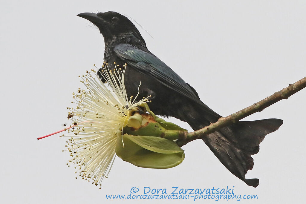 Spangled Drongoadult, identification