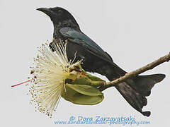 Spangled Drongo