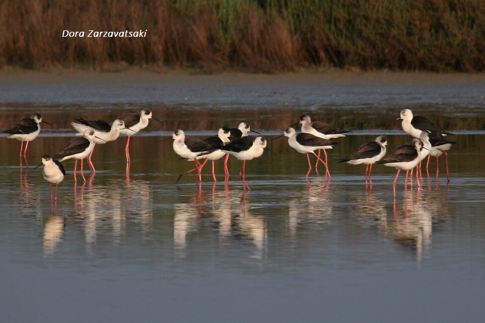 Black-winged Stilt