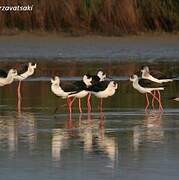 Black-winged Stilt