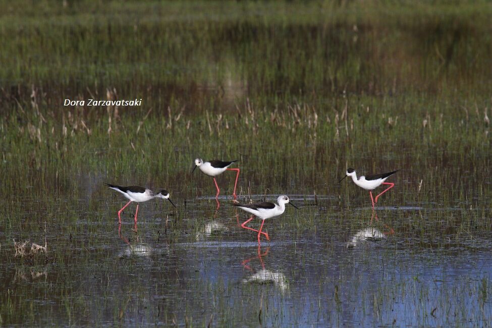 Black-winged Stilt