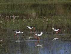 Échasse blanche