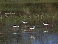 Black-winged Stilt