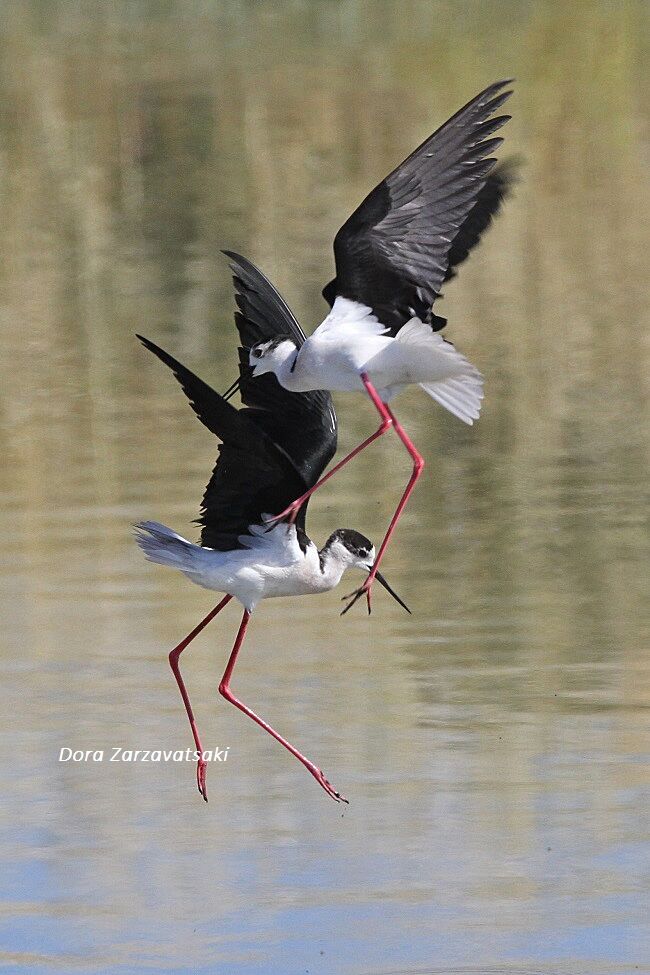 Black-winged Stilt male adult, Flight, Behaviour