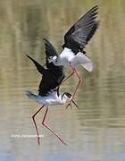 Black-winged Stilt