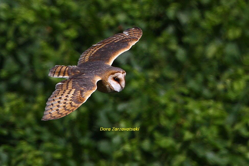 Western Barn Owl