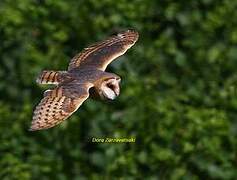 Western Barn Owl