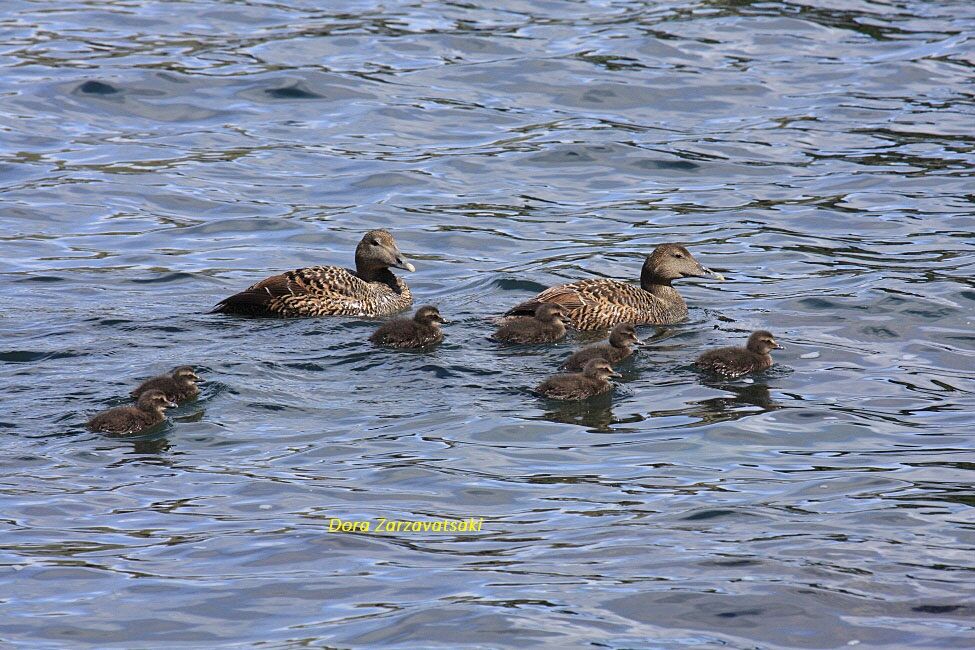 Eider à duvetPoussin, nage, Nidification