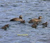 Common Eider