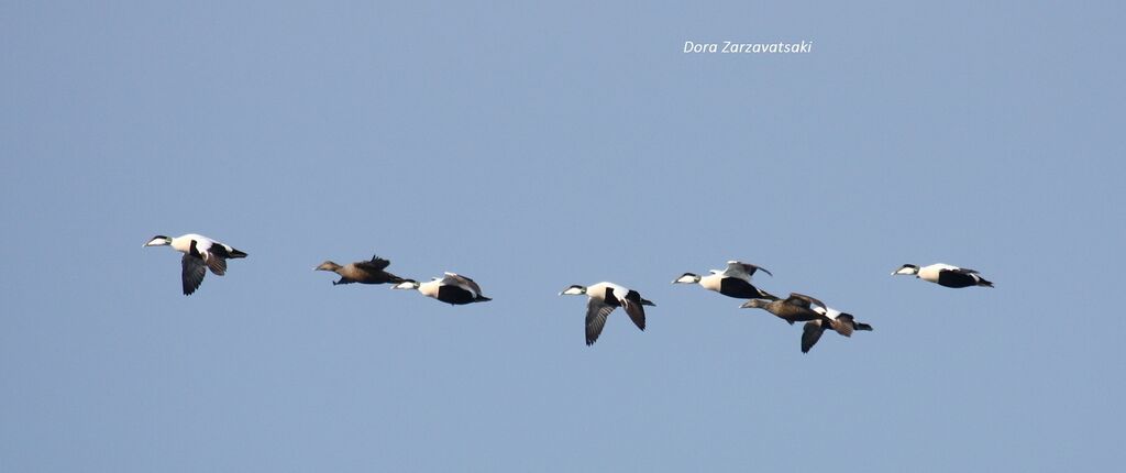 Common Eider