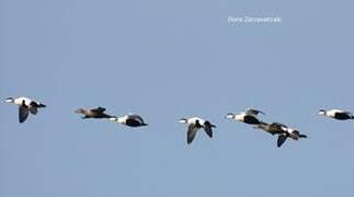 Common Eider