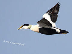 Common Eider