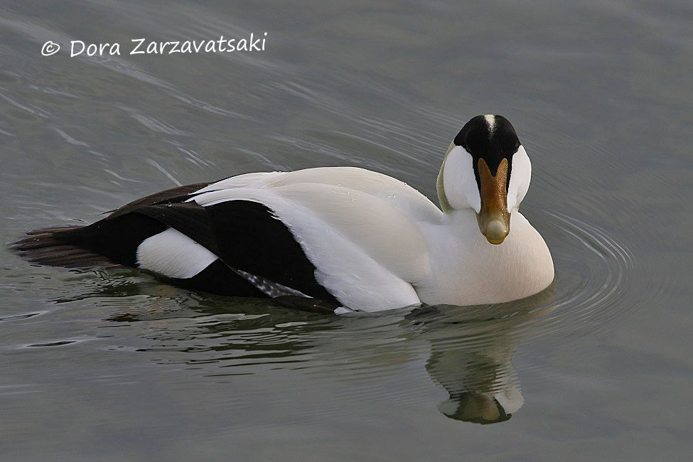 Eider à duvet mâle adulte nuptial, nage