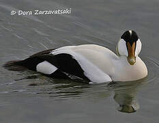 Eider à duvet