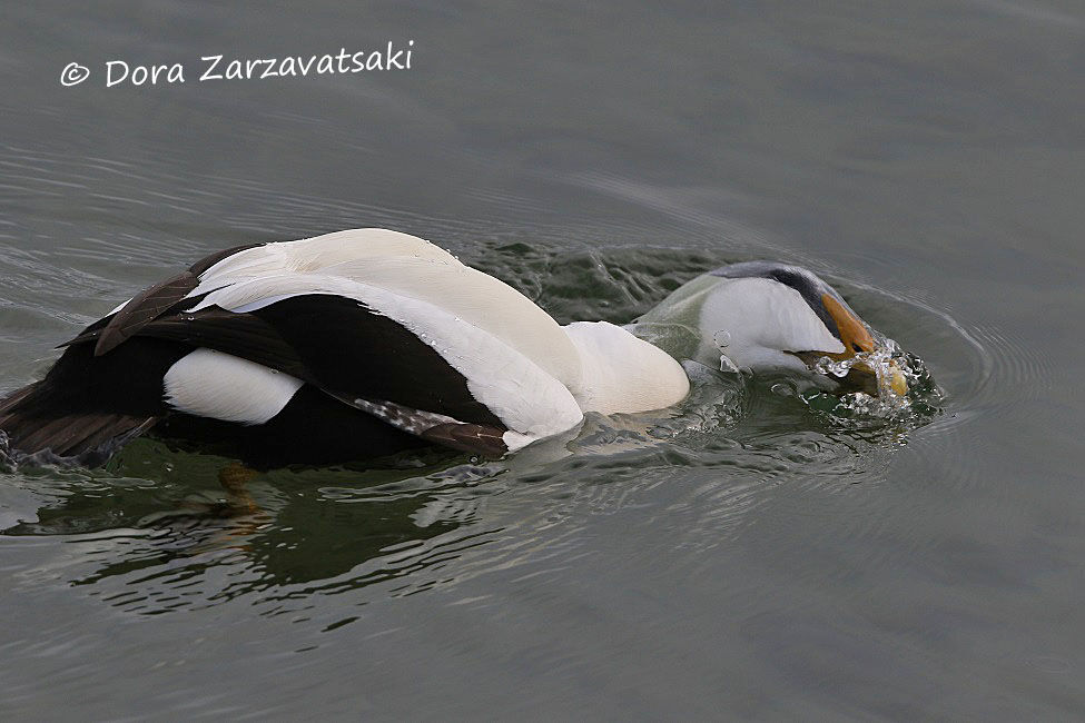 Eider à duvet mâle adulte nuptial, nage, mange