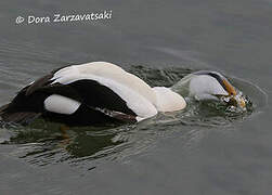 Eider à duvet