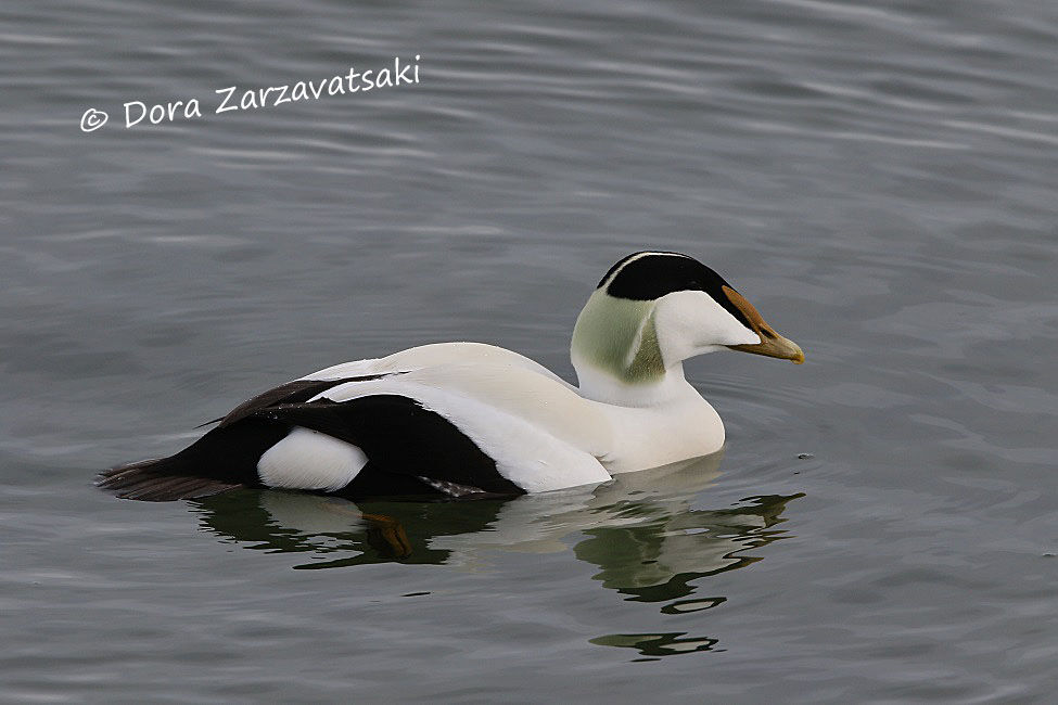 Common Eider male adult, swimming