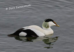 Eider à duvet