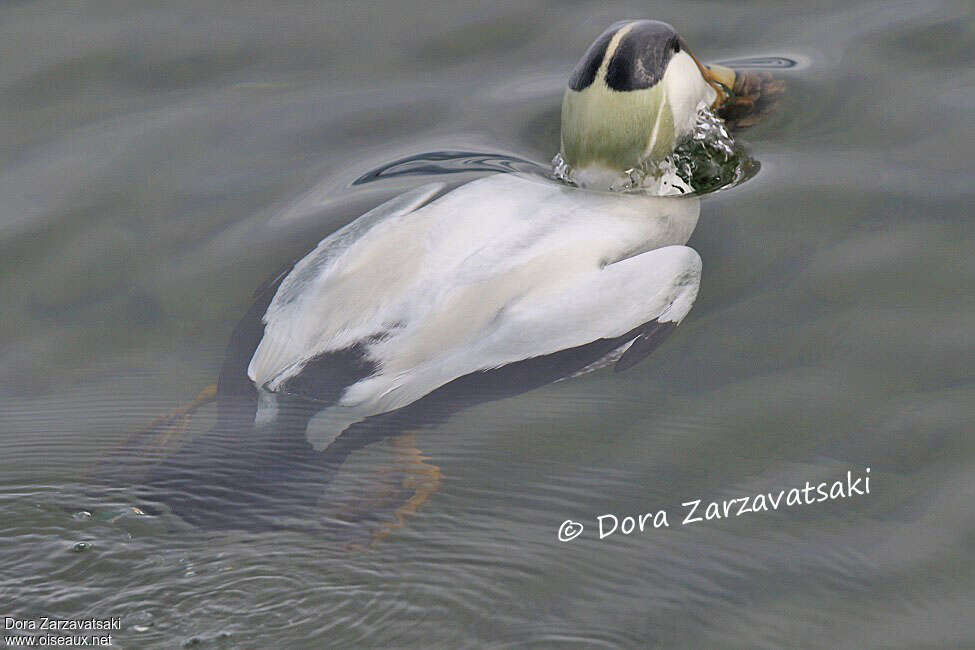 Eider à duvet mâle adulte nuptial, nage, pêche/chasse