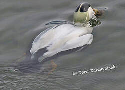 Eider à duvet