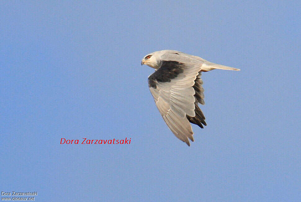 Black-winged Kiteadult, moulting, Flight