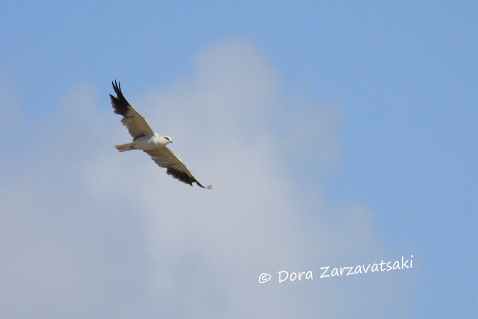 Black-winged Kite