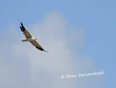 Black-winged Kite