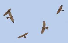 Épervier à pieds courts