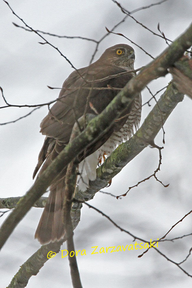 Eurasian Sparrowhawk