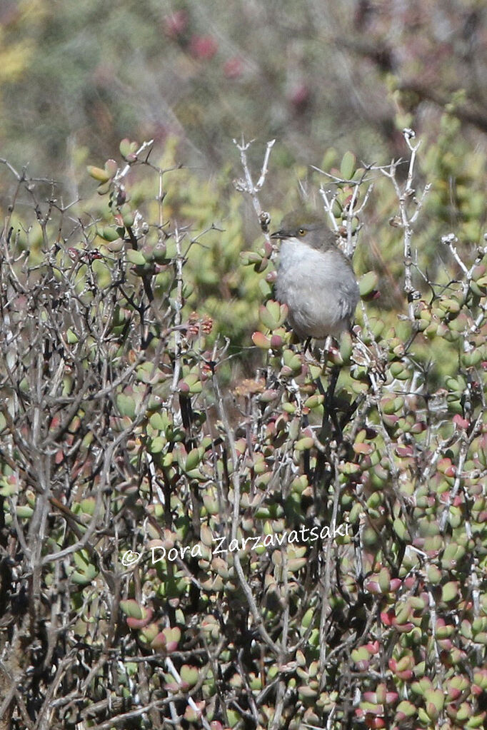 Karoo Eremomelaadult