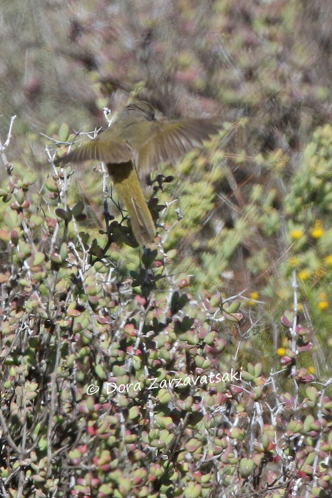 Karoo Eremomelaadult