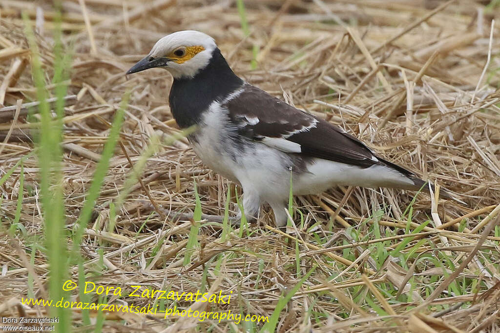 Étourneau à cou noiradulte, identification