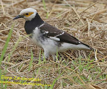 Black-collared Starling