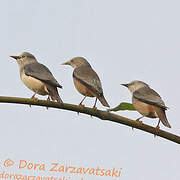 Chestnut-tailed Starling