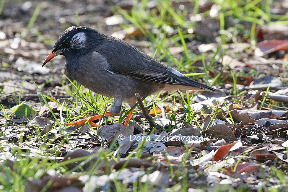 White-cheeked Starling