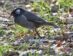 White-cheeked Starling