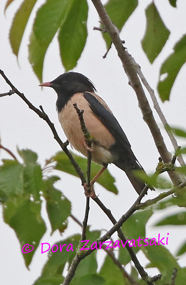 Rosy Starlingadult, identification