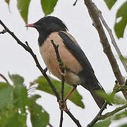 Rosy Starling