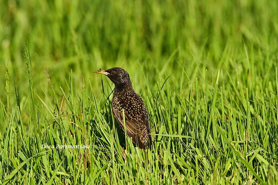 Common Starling