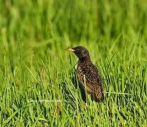 Common Starling