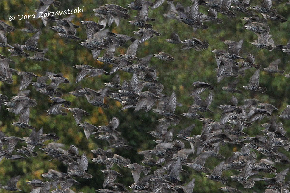 Common Starling