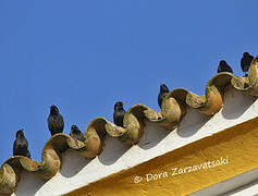 Spotless Starling