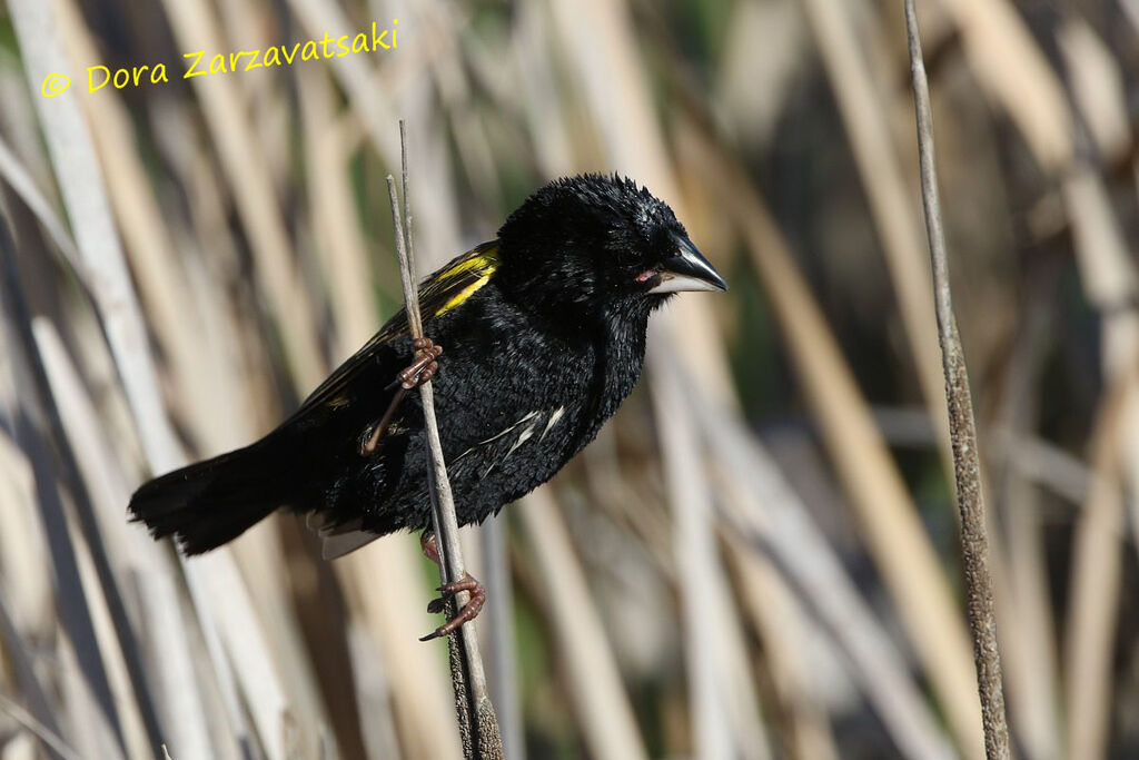 Yellow Bishop male adult breeding