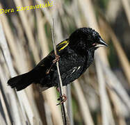 Yellow Bishop