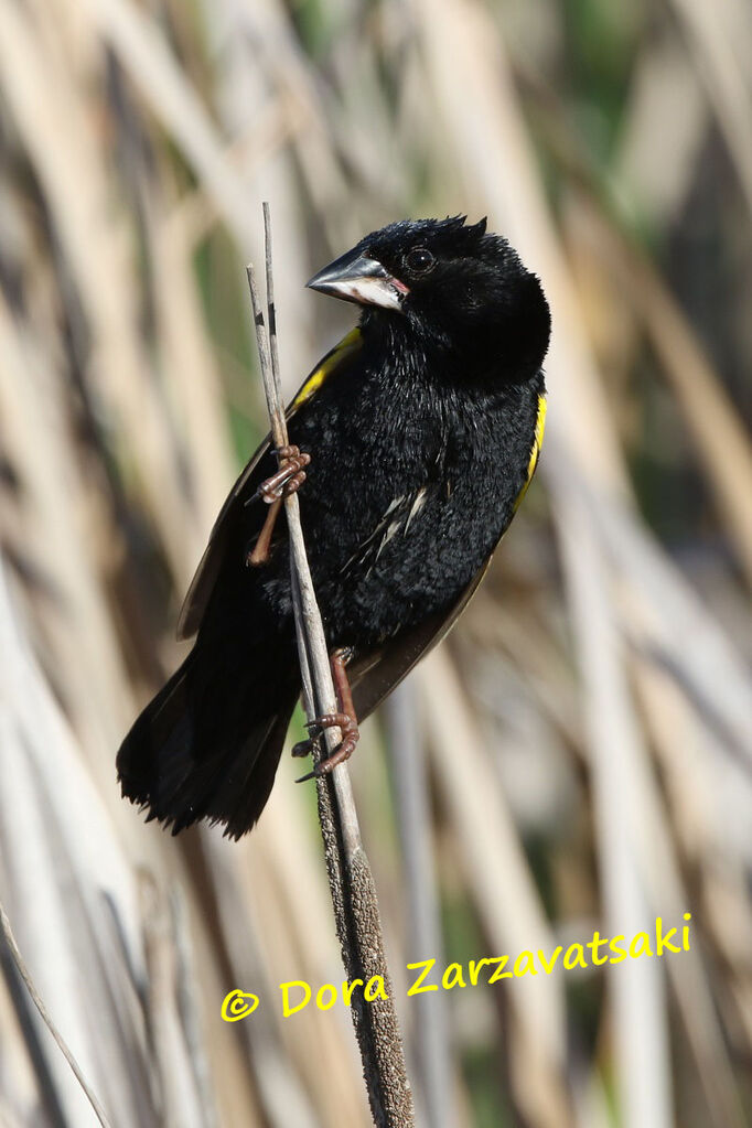 Yellow Bishop male adult breeding