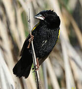 Yellow Bishop