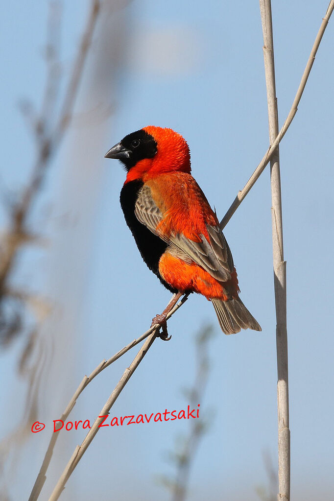 Southern Red Bishop male adult, identification