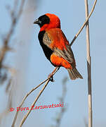 Southern Red Bishop