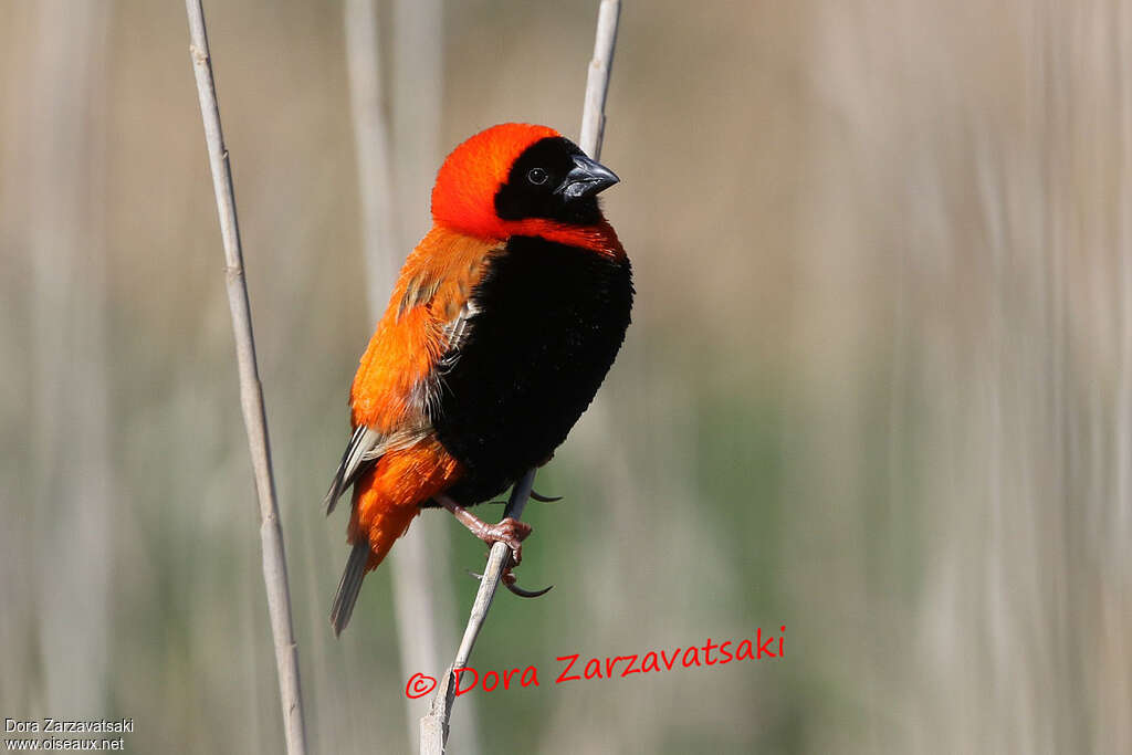 Southern Red Bishop male adult, identification