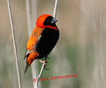 Southern Red Bishop